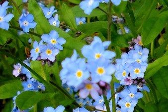 Forget-me-nots