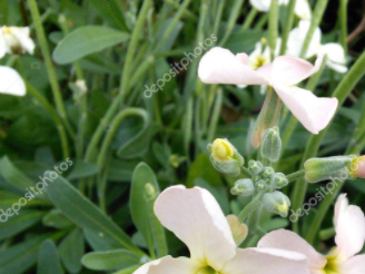 Gillyflowers