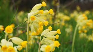 Cowslips