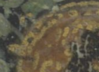 The Yale Miniature (detail)