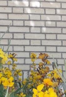 Giroflée ravenelle, Cheiranthus cheiri