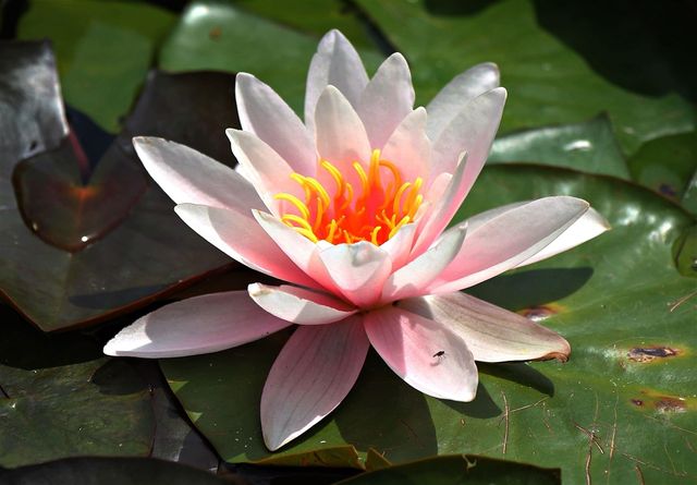 Water lily